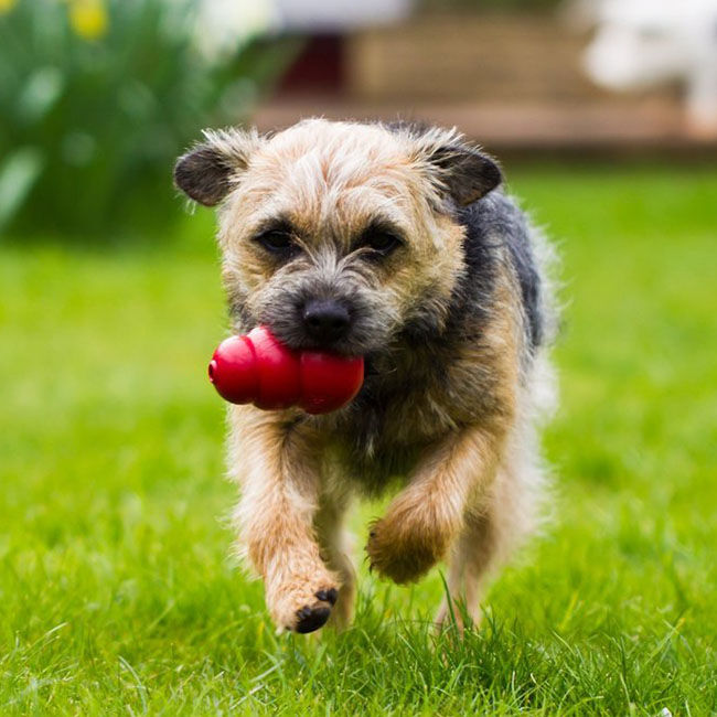 KONG Classic Dog Toy image number null