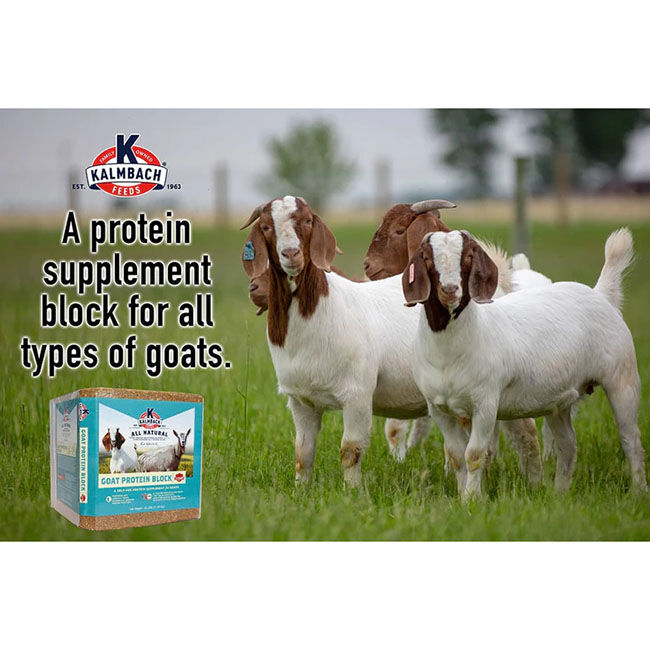 Kalmbach Feeds Goat Protein Block - 25 lb image number null