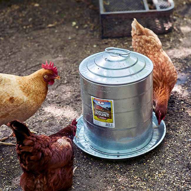 Little Giant Double Wall Metal Poultry Fount - 5-Gallon Capacity image number null