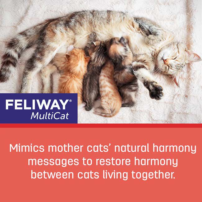 Feliway MultiCat Diffuser Kit - Includes Diffuser & 1 Refill image number null