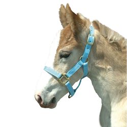 Intrepid International Foal Halter