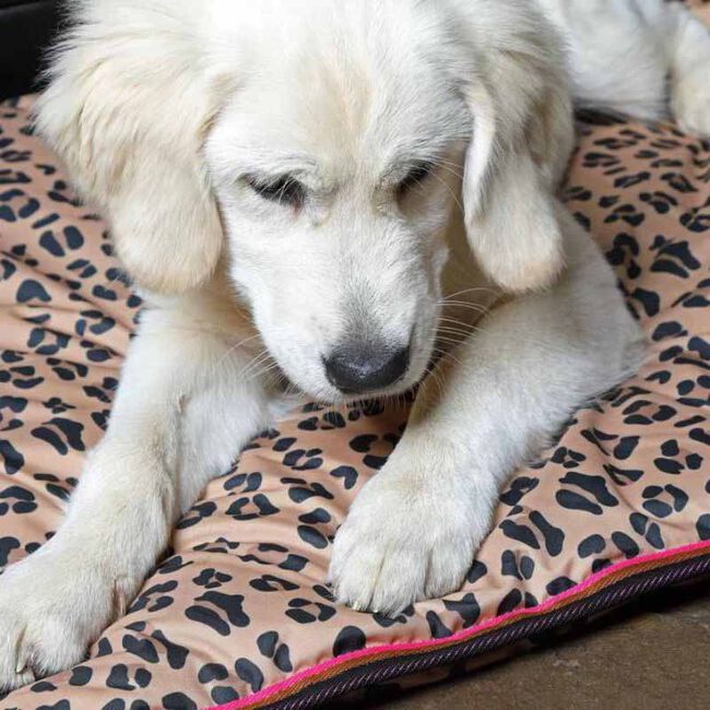 Shires Digby & Fox Waterproof Dog Bed - Leopard image number null
