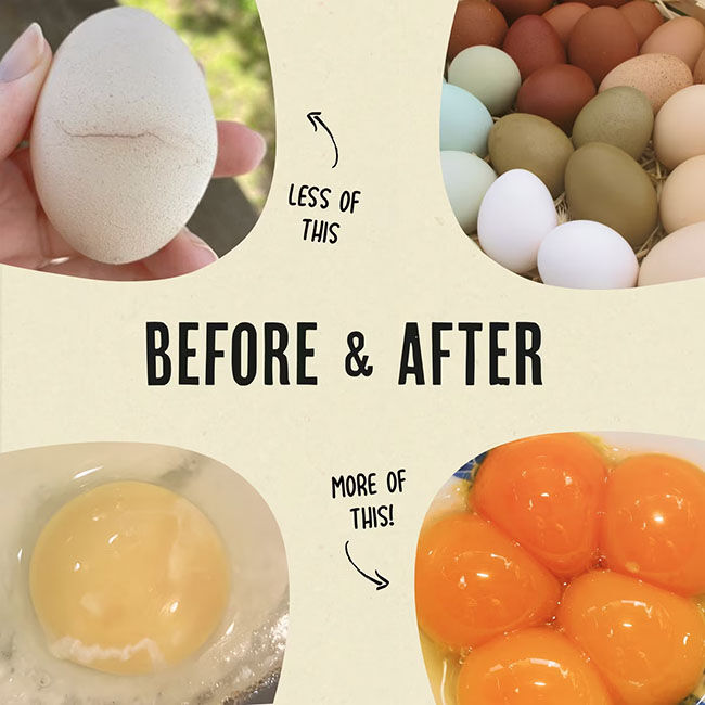 Roosty's Gold Dust - Daily Egg Booster - 1 lb image number null