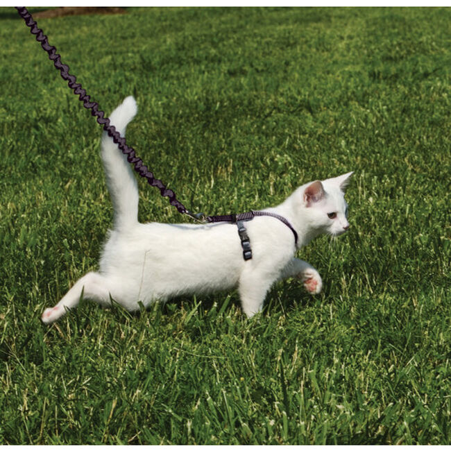 PetSafe Come with Me Kitty Harness & Bungee Leash The Cheshire Horse