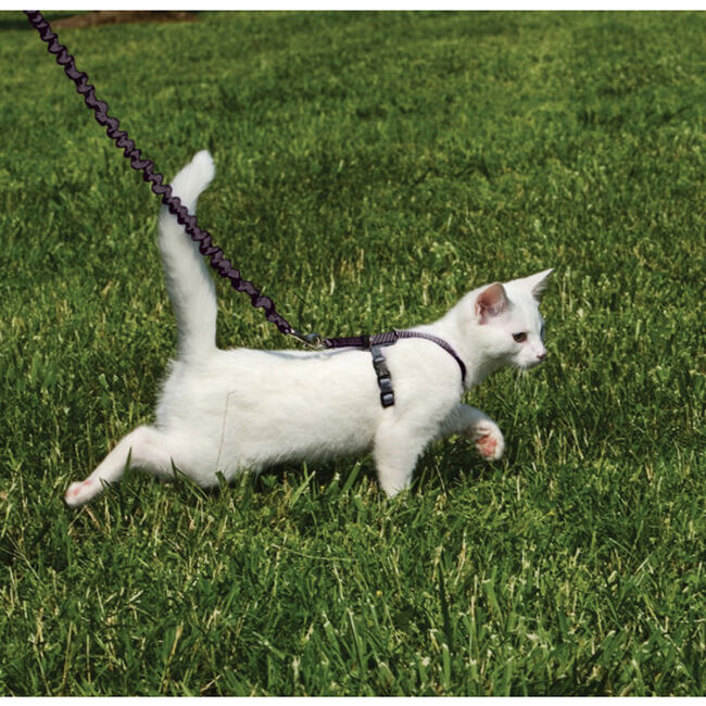 PetSafe Come With Me Kitty Harness & Bungee Leash Black image number null
