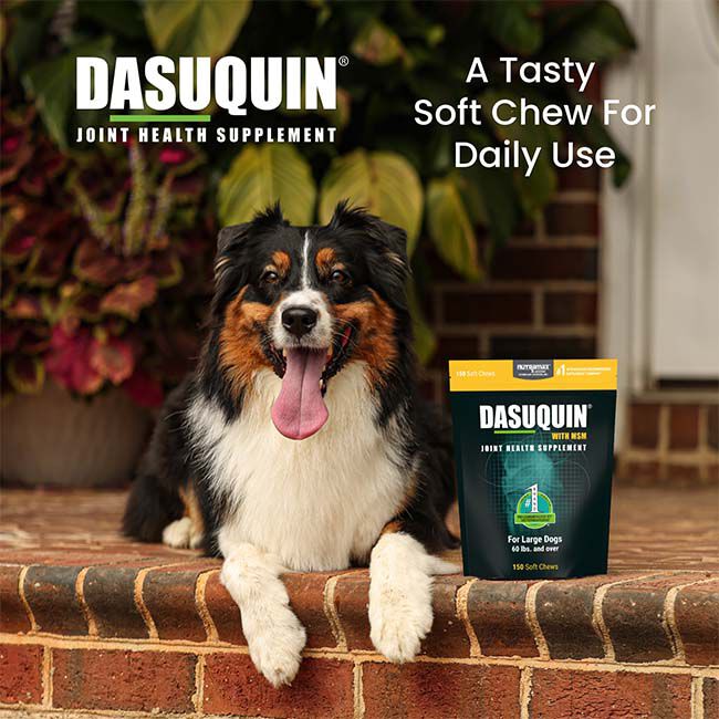 Nutramax Dasuquin for Large Dogs, Joint Health Supplement, Contains Glucosamine for Dogs, Plus Chondroitin, ASU, MSM and More, Supports Healthy Joints, Soft Chews image number null
