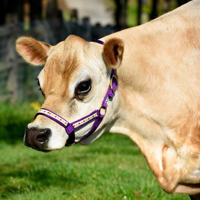 Purple Perri's Ribbon Nylon Cow Halter image number null