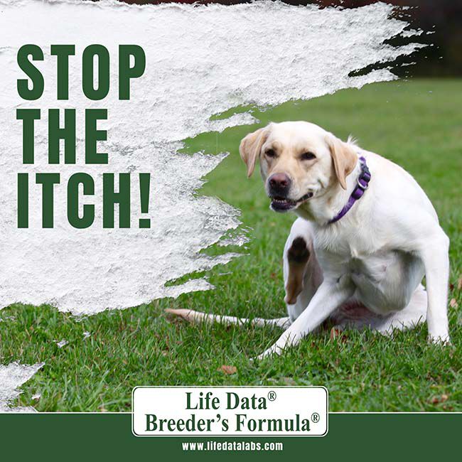 Life Data Labs Breeder's Formula image number null