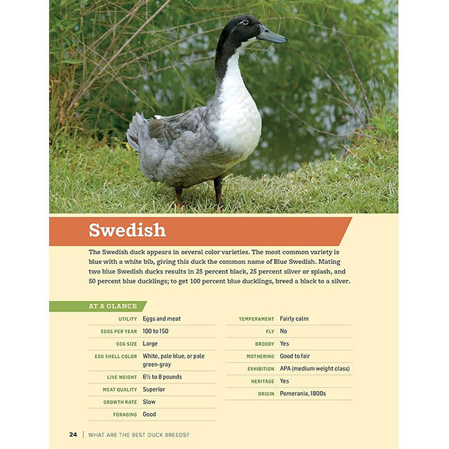 An Absolute Beginner's Guide to Raising Backyard Ducks image number null