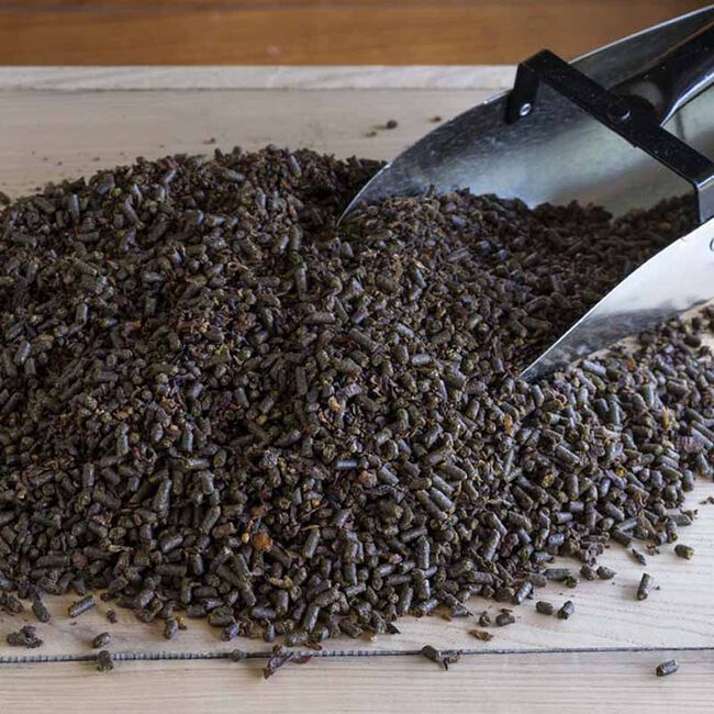 Triple Crown Senior Gold Horse Feed 50 lb The Cheshire Horse