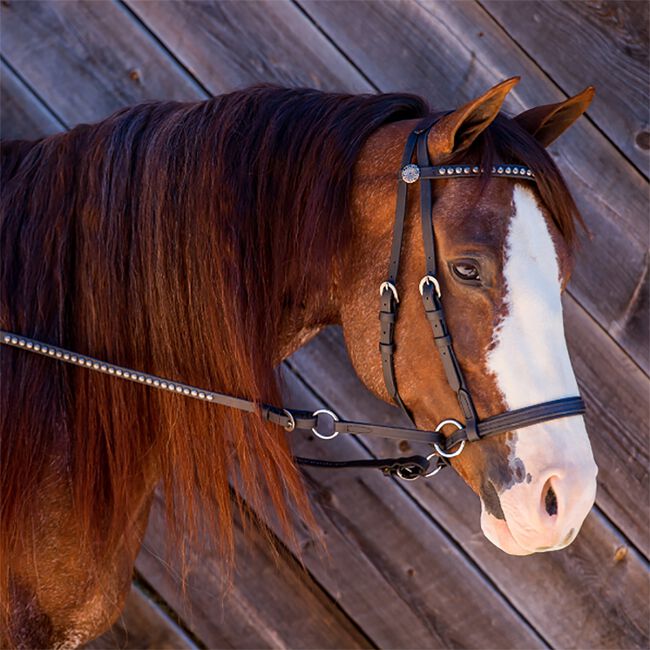Bitless Bridle Deluxe Beta Headstall  image number null
