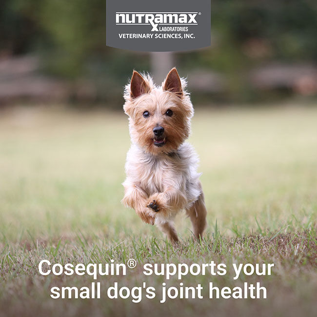 Nutramax Cosequin for Small Dogs, Joint Health Supplement, Contains Glucosamine for Dogs, Plus Chondroitin, MSM and Omega-3s, Supports Joint and Skin and Coat Health, For Dogs Under 25 lbs., Soft Chews image number null