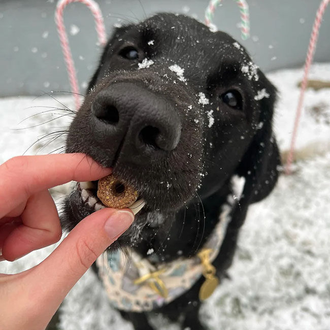 Shameless Pets Crunchy Dog Treats - Hole Lotta Cake with Peanut Butter Flavor - 5 oz image number null