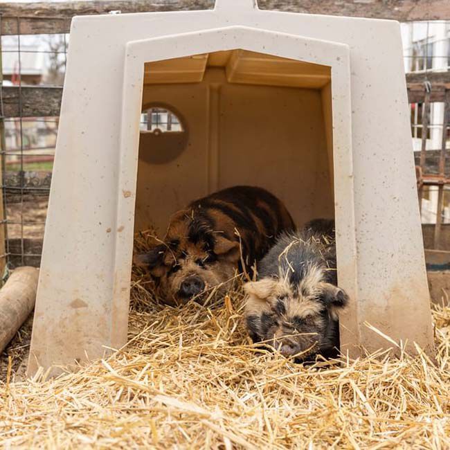 Behlen Country The Bungalow - Standard Calf Hutch image number null