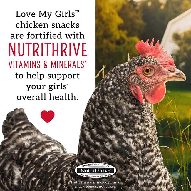 Love My Girls Gourmet Multi-Grain Chicken Snacks - Flax & Worms - 5 lb image number null