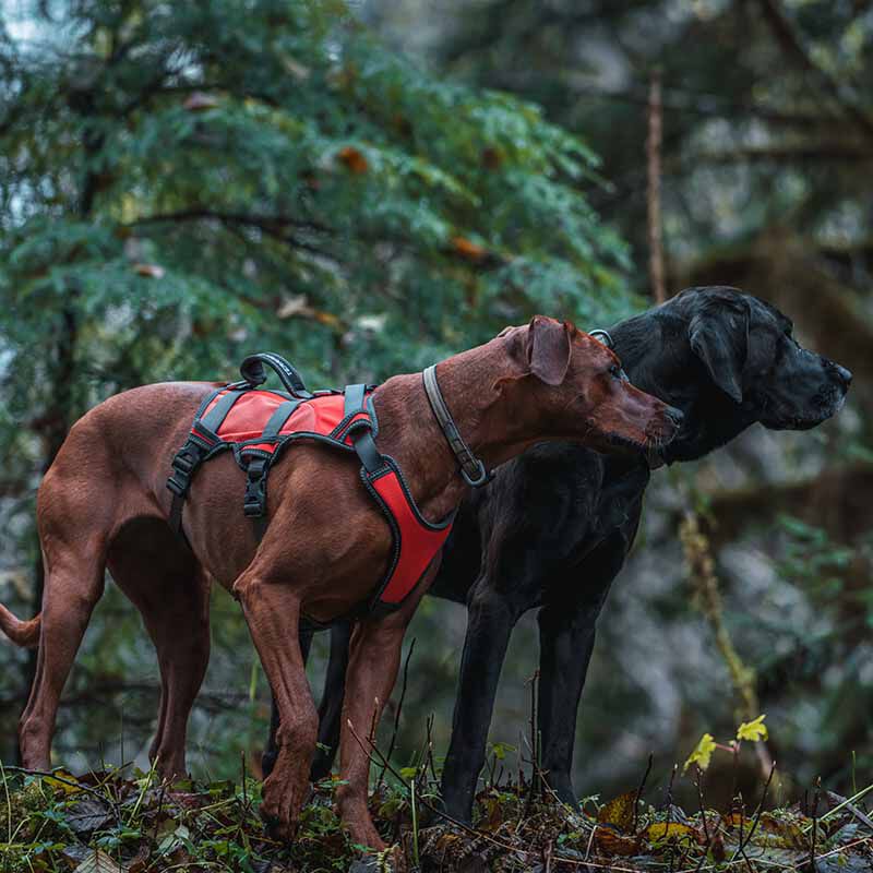 Terrain D.O.G. High Vis Dog Harness Orange The Cheshire Horse