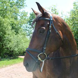 Henri de Rivel Pro Padded Dressage Bridle with Flash & Web Reins
