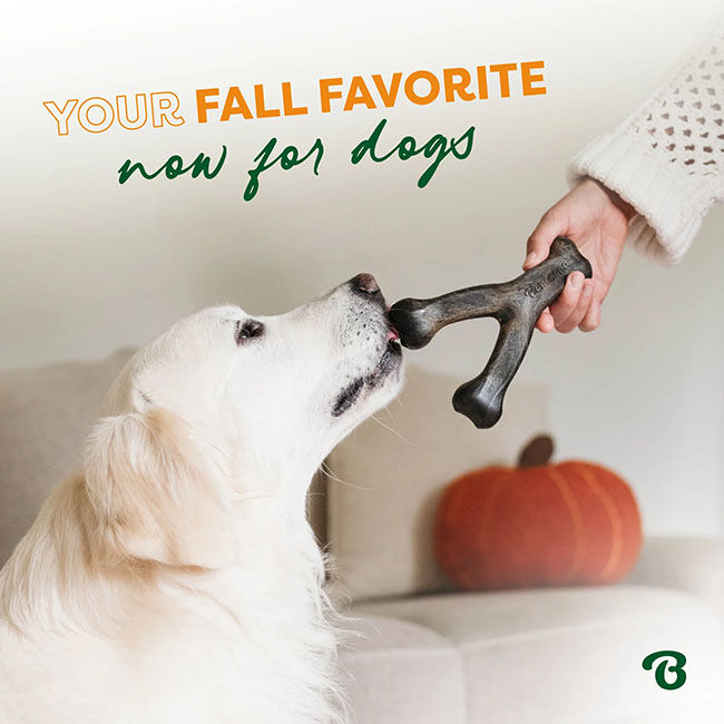 Benebone Wishbone Dog Chew - Pumpkin Spice Flavor image number null