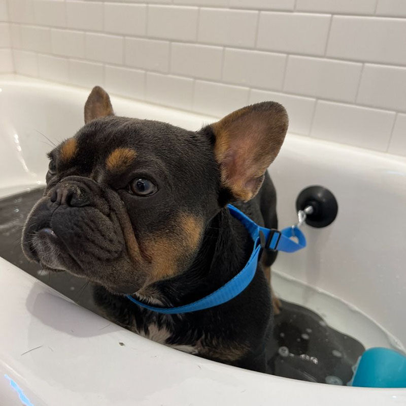 Dog store bath leash