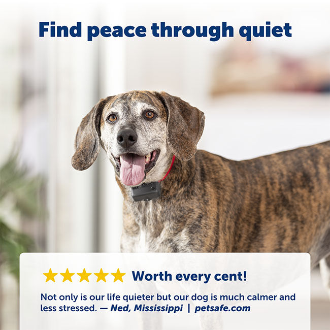 PetSafe Basic Bark Control Collar The Cheshire Horse