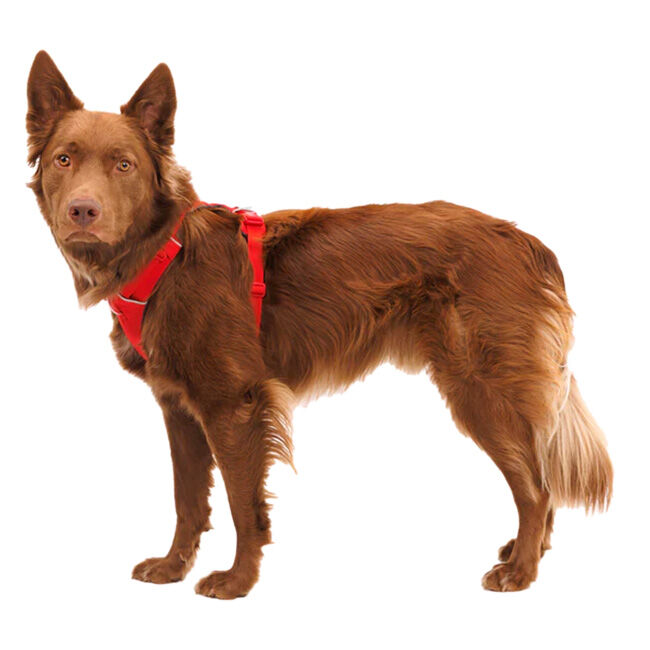 Ruffwear Front Range Harness - Red Canyon image number null