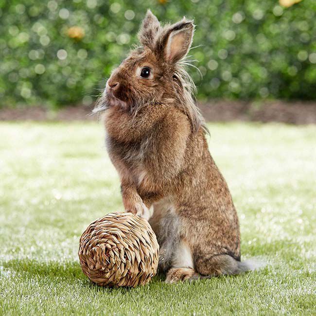Peter's Woven Grass Play Ball for Small Animals image number null