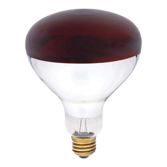 Westinghouse 250W Infrared Heat Lamp The Cheshire Horse