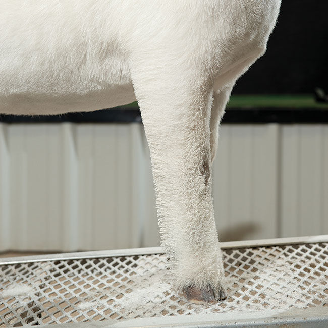 Weaver Livestock ProPowder - Pure White - 10 oz image number null
