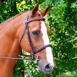 KL Select Black Oak Aster Hunter Bridle
