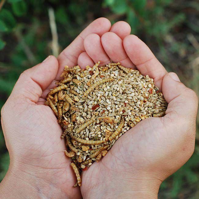 Little Farmer Chickie Garden Picnic Treat - 3 lb image number null