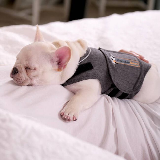 ThunderWorks ThunderShirt Classic - Anti-Anxiety Dog Jacket - Grey image number null