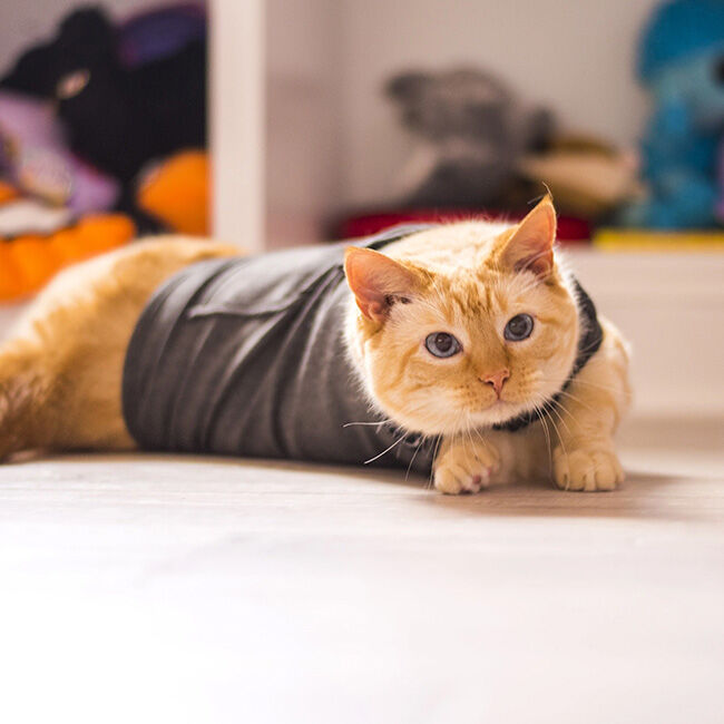 ThunderWorks ThunderShirt for Cats image number null