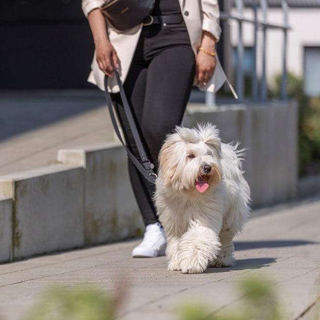 Trixie CityStyle Hands-Free Dog Leash image number null