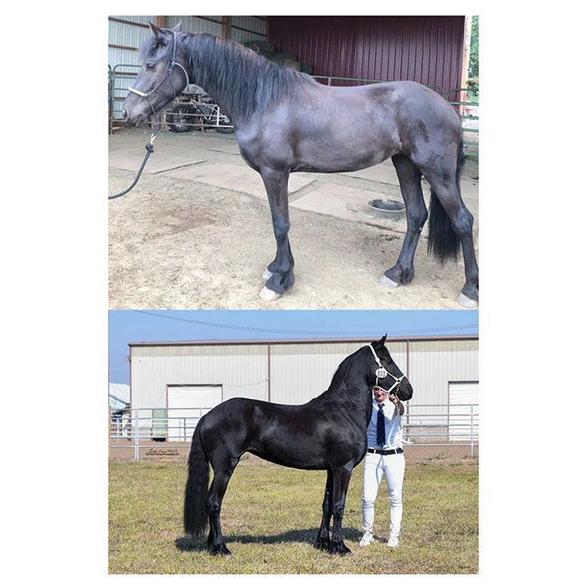 Cheval Black-As-Knight Coat Enhancer - Show Formula - 7 lb image number null