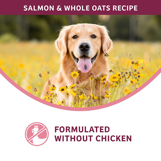 Fromm Nutritionals Sensitive Skin & Stomach Dog Food - Salmon & Whole Oats Recipe image number null