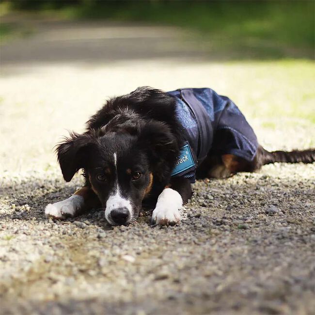 Back on Track Cool on Track Dog Coat image number null