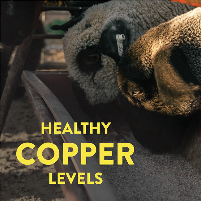 Redmond Agriculture Sheep Mineral - 5 lb image number null