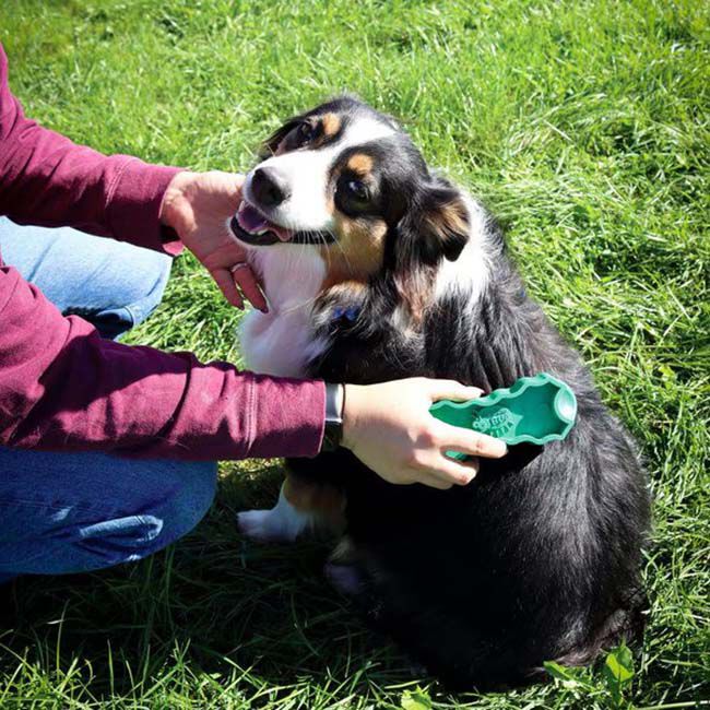 PetKORE GroomBug Grooming Brush for Dogs image number null