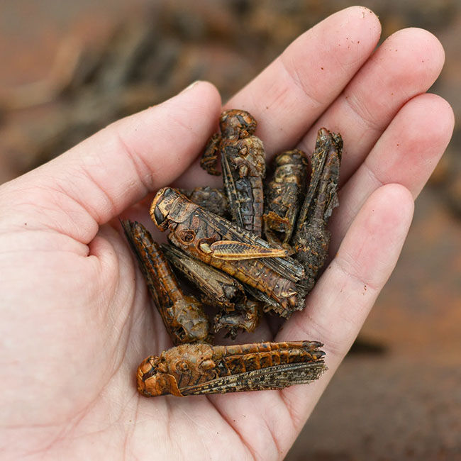 Happy Hen Dried Grasshoppers - 4 oz image number null