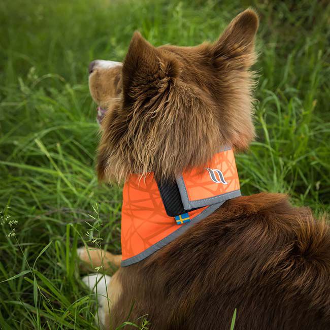 Back on Track Draco High Visibility Bandana for Dogs - Reflective Orange image number null