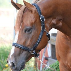 Perri's Pearl Bling Padded Leather Halter