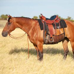 Cashel Quiet Ride Belly Guard