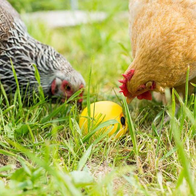 Lixit Chicken Toy image number null