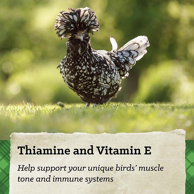 Nutrena NatureWise Silkie & Ornamental Layer Feed - 30 lb image number null