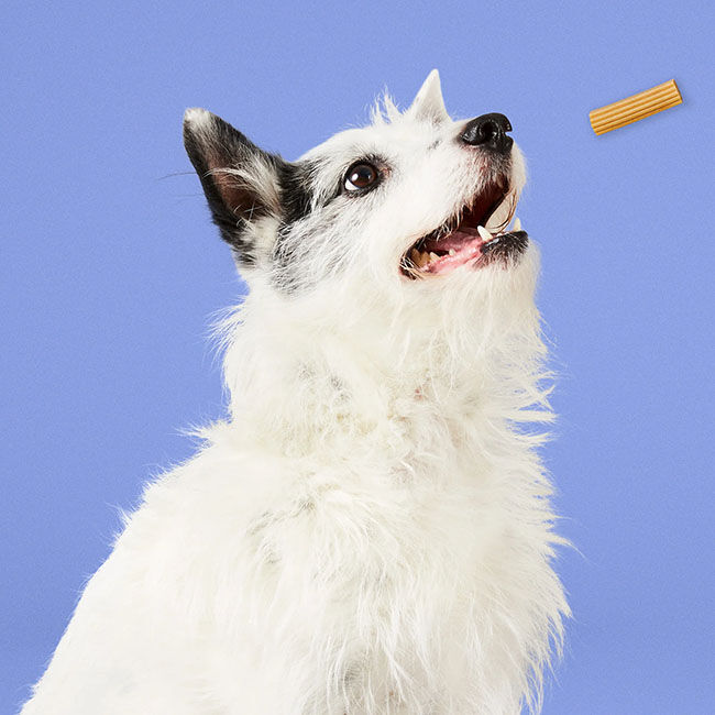 Project Hive Dog Chew Sticks - Ground Peanuts & Honey image number null