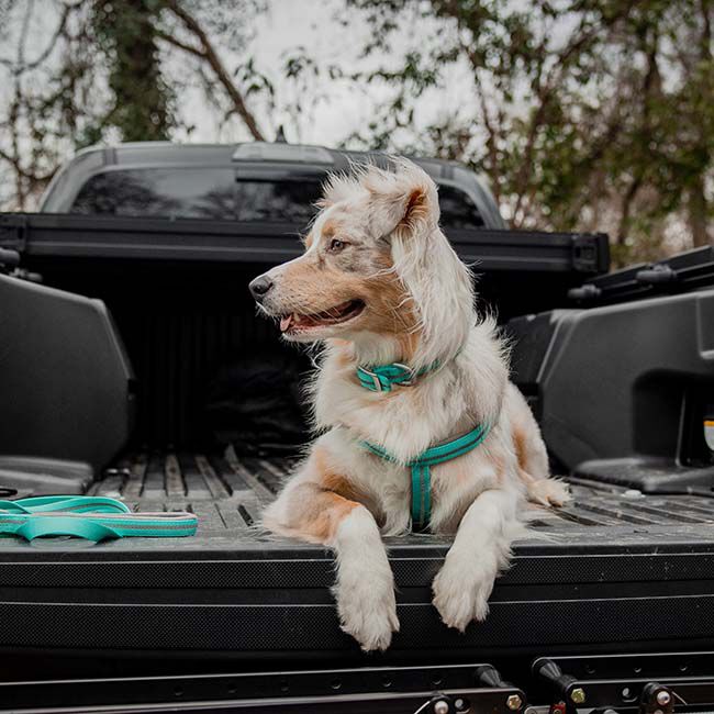 Terrain D.O.G. Reflective Neoprene-Lined Dog Leash - Mint image number null