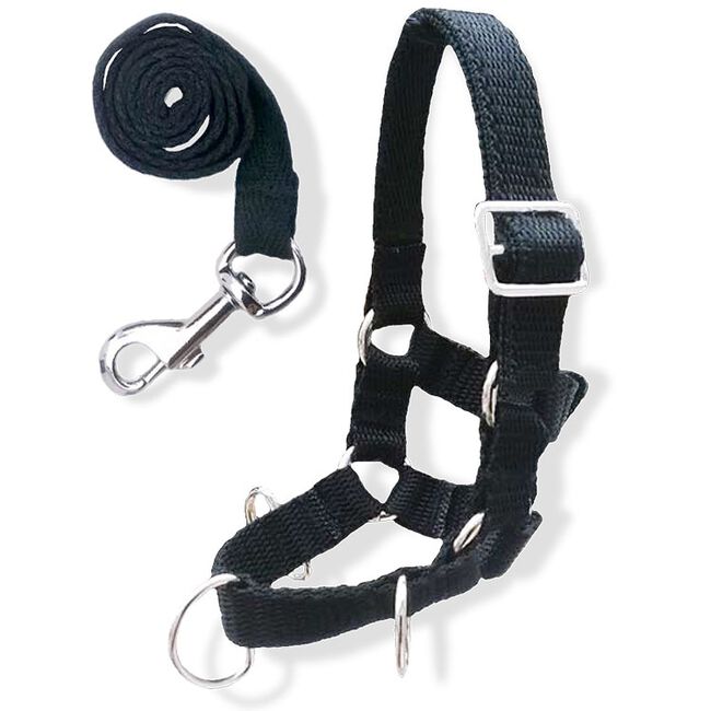 GT Reid Crafty Pony Lunge Caveson Set image number null