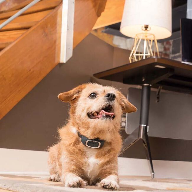 PetSafe Rechargeable Bark Control Collar image number null