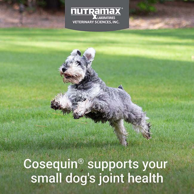 Nutramax Laboratories Cosequin Minis Plus MSM & Boswellia for Small Dogs - 45 Chews image number null