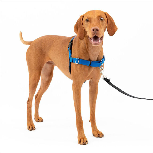 PetSafe Easy Walk Harness - Royal Blue/Navy - Closeout image number null
